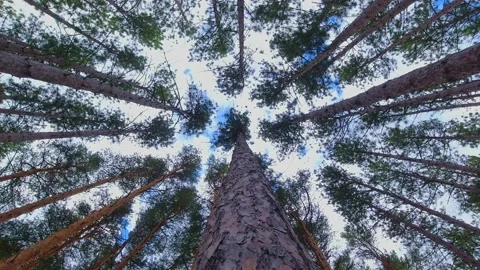 Crowns of pine and spruce forest trees with evening sky. looking up to the .. Stock Footage 226681197