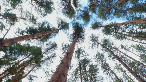 Crowns of pine and spruce forest trees with evening sky. looking up to the .. Stock Footage 226681269