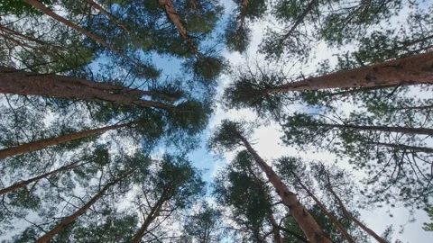 Crowns of pine and spruce forest trees with evening sky. looking up to the .. Stock Footage 271690228