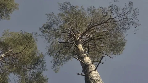 Crowns of pine on blue sky background. View from below, bottom view. 動画素材 83394730