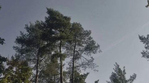Crowns of pine on blue sky background. View from below, bottom view. Stock Footage 83399675