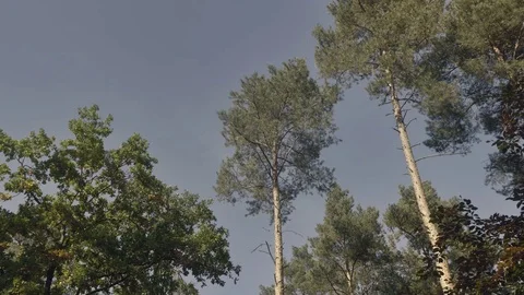 Crowns of pine on blue sky background. View from below, bottom view. 動画素材 83399894