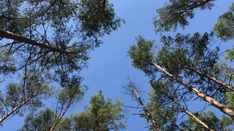 Crowns of pine trees against a blue sky Vídeos de archivo 134527205