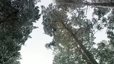 Crowns of pine trees against the sky Stock Footage 11290749