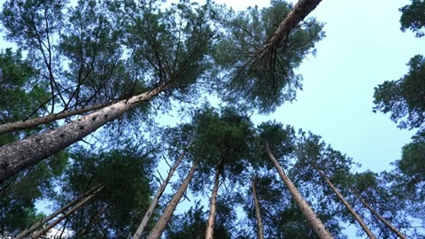 The crowns of the pine trees are swaying Stock Footage 160007996