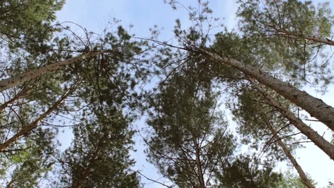 Crowns of pine trees with blue sky Stock Footage 80012362