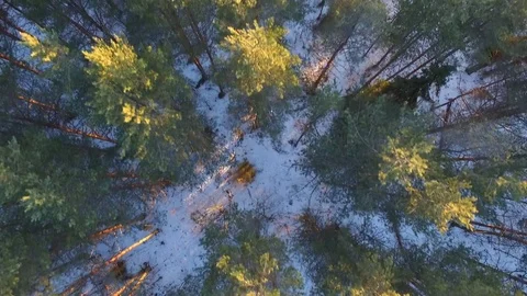 Crowns of the pine trees illuminated by the sun Stock-Footage 80081343