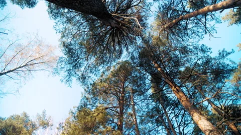 Crowns of pine trees under blue sky 動画素材 168277957