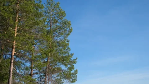 Crowns of pines park forest trees on blue sunny sky background with copy space. Stock Footage 311858273