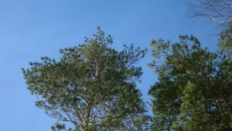 Crowns of pines park forest trees on blue sunny sky background with copy space. Vídeo Stock 311859228