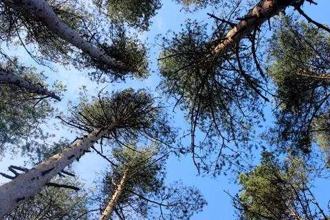 Crowns of pines Stock Photos