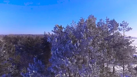 Crowns of pines in the snow Stock Footage 93604264