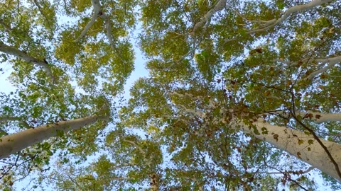 Crowns of Platans trees in park on blue sky background, camera view in a circle Stock Footage 259688884