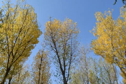 Crowns of tall deciduous trees Stock Photos