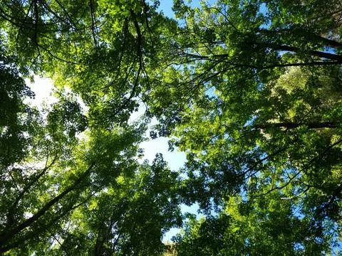 Crowns of tall deciduous trees Stock Photos