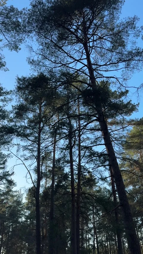 Crowns of tall pine trees against a clear blue sky Stock Footage 334628785