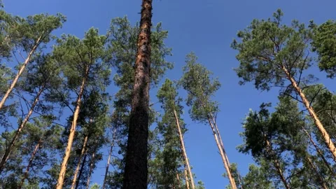 Crowns of tall pines. 库存影片 134524598