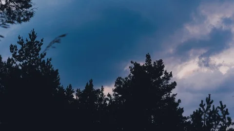 Crowns of tall trees overhead in the forest against the night overcast sky. Low Stock Footage 118401386