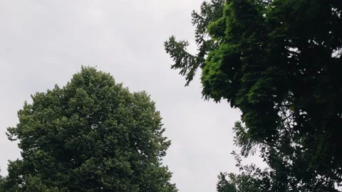 The crowns of trees against a gray cloudy sky Stock Footage 224048611