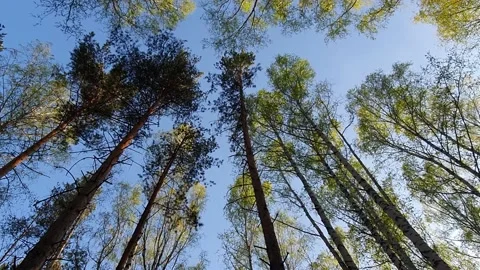 Crowns of trees against the sky Stock Footage 130279411