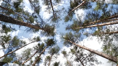 The crowns of the trees are spinning Stock Footage 194415065