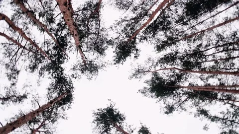 The crowns of the trees are whirling Stock Footage 163418238