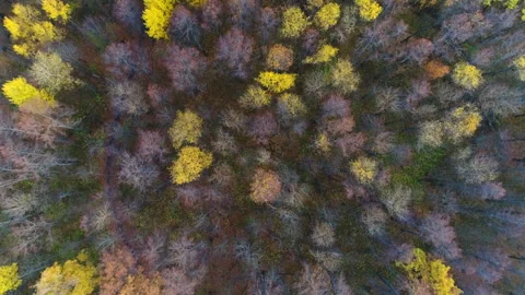 Crowns of Trees in Autumn Stock Footage 160658189