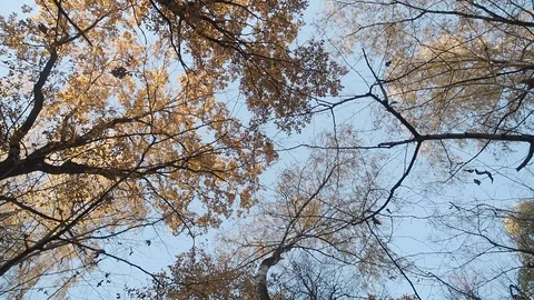 Crowns of trees in the autumn forest. Stock Footage 129549528