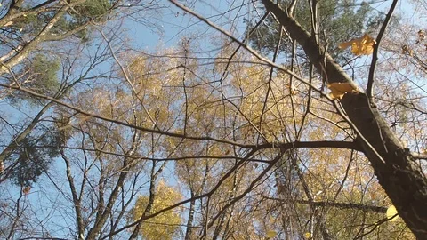 Crowns of trees in the autumn forest. Stock Footage 129550469