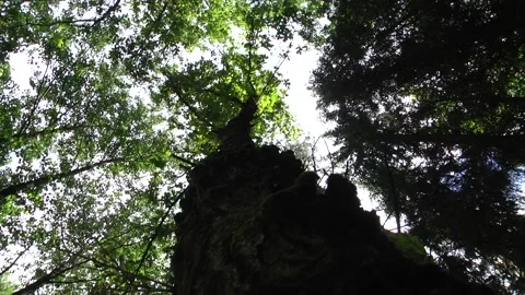 Crowns of trees, bottom view. POV rotation in forest Stock Footage 105070354