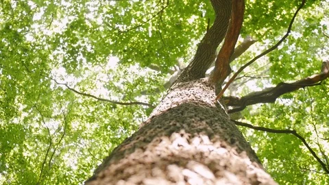 Crowns of trees, bottom view. Sun rays in the tree crown. Green trees, summer Stock Footage 114131711
