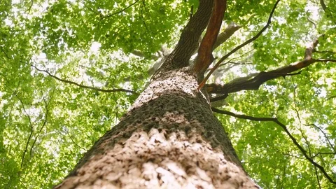 Crowns of trees, bottom view. Sun rays in the tree crown. Green trees, summer Stock Footage 114131715