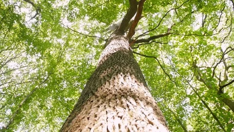 Crowns of trees, bottom view. Sun rays in the tree crown. Green trees, summer Stock Footage 114131986