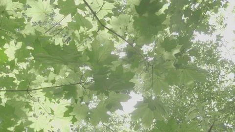 Crowns of trees with bright afternoon sun and rays. Vidéo 77977832