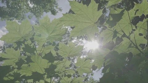 Crowns of trees with bright afternoon sun and rays. Vidéo 77978044