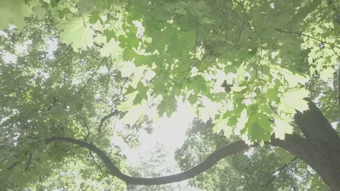 Crowns of trees with bright afternoon sun and rays. Vídeo Stock 77978160