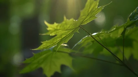 Crowns of trees with bright afternoon sun and rays. Stock Footage 89563507
