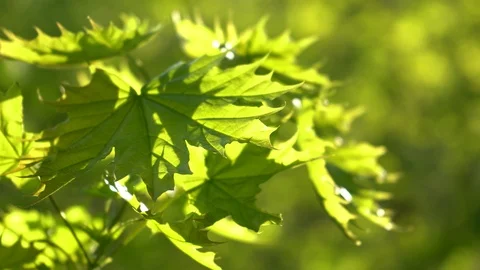 Crowns of trees with bright afternoon sun and rays. 库存影片 89565553
