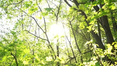 Crowns of trees with bright afternoon sun and rays. Stockbeeldmateriaal 89566104