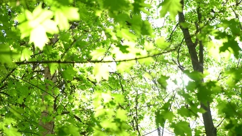 Crowns of trees with bright afternoon sun and rays. Vidéo 89580239
