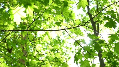 Crowns of trees with bright afternoon sun and rays. Видео 89580372
