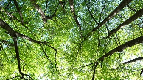 Crowns of trees with bright afternoon sun and rays. Stock Footage 89582018