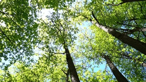 Crowns of trees with bright afternoon sun and rays. Видео 89582121