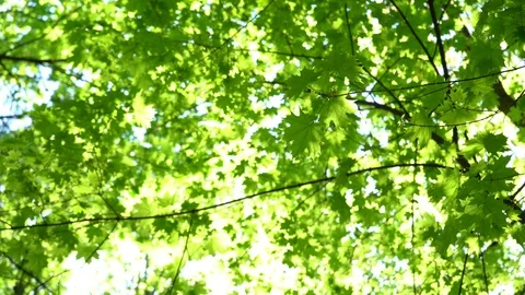Crowns of trees with bright afternoon sun and rays. 스톡 동영상 89585648