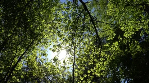 Crowns of trees with bright afternoon sun and rays. 库存影片 89588103