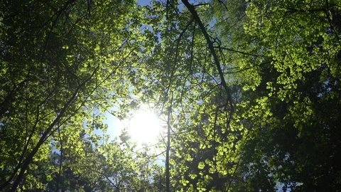 Crowns of trees with bright afternoon sun and rays. Stockbeeldmateriaal 89588863