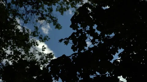 Crowns of trees with bright afternoon sun and rays. 動画素材 89698281