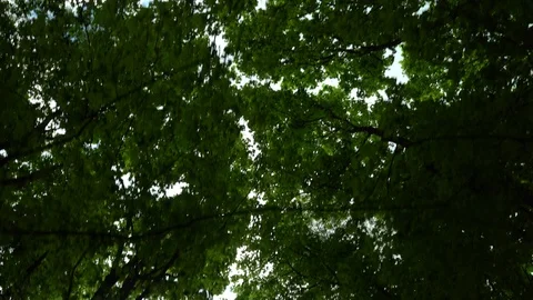 Crowns of trees with bright afternoon sun and rays. Stock Footage 89699106