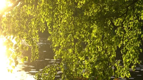 Crowns of trees with bright afternoon sun Vidéo 90207103