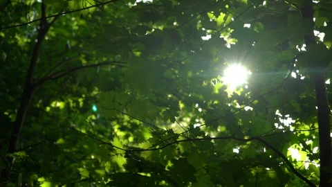 Crowns of trees with bright afternoon sun Stock Footage 90272092